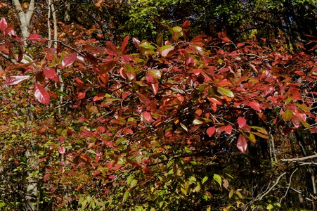 Foliage color photo