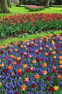 Colorful field flora photo