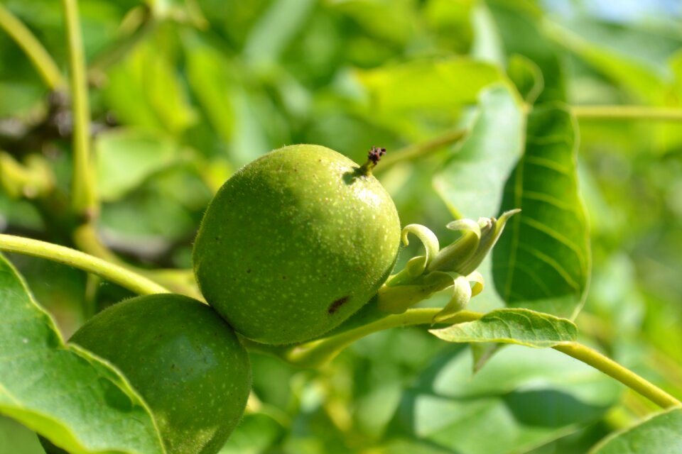 Foliage tree nature