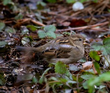 Tree sparrow passer montanus plumage photo