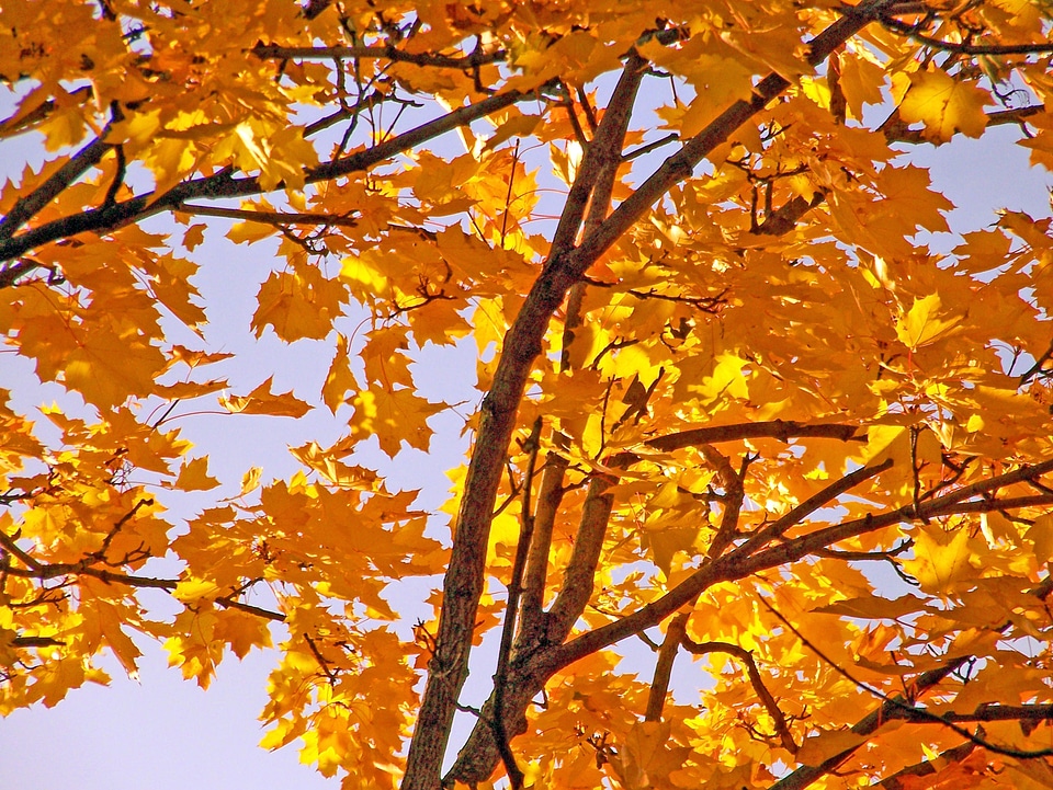 Leaves autumn fall photo
