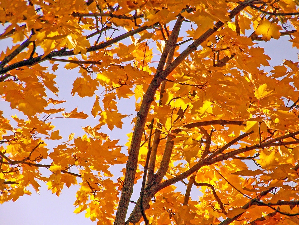 Leaves autumn fall