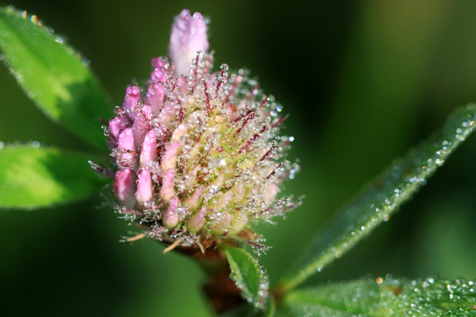 Wild flower pointed flower close up
