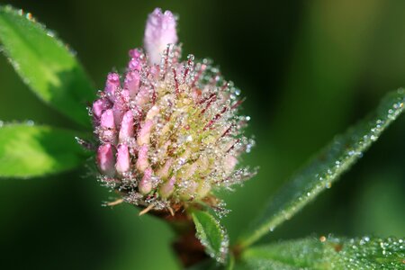 Wild flower pointed flower close up