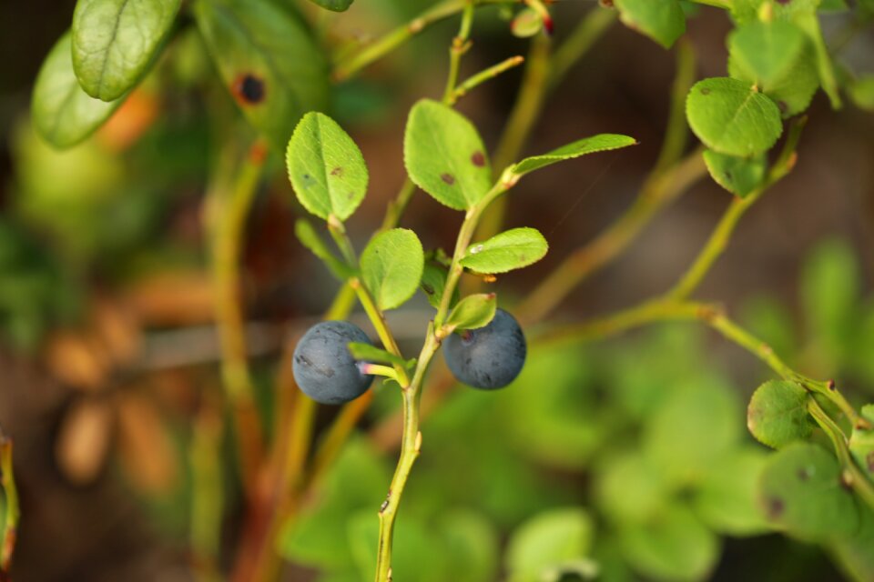 Twig berry picking blueberry twig