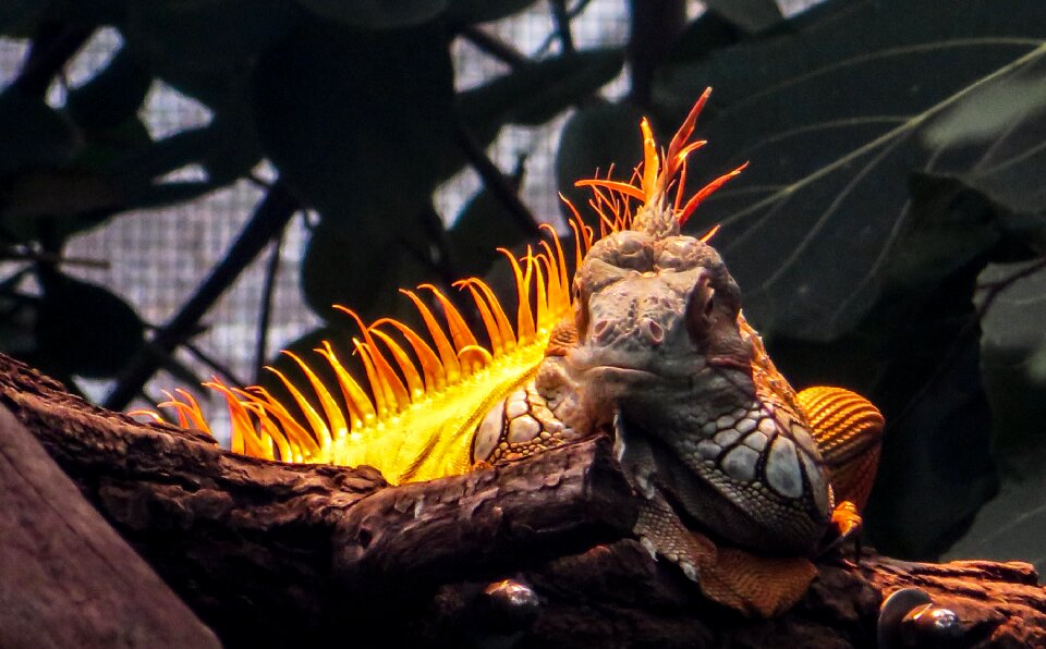 Lizard dragon scale