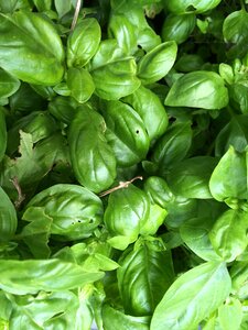 Herbs green background