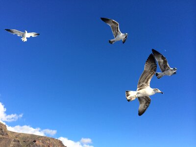 Sea air seagull