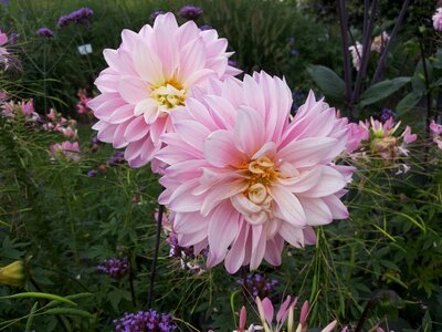 Dahlias garden show flowers