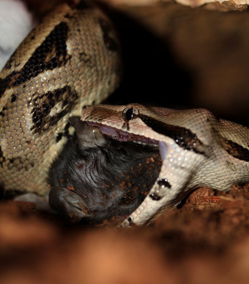 Boa constrictor imperator lurking close up