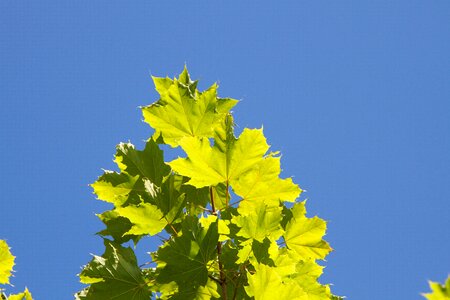 Blue sky towards the light green leaf