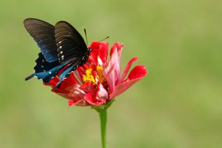 Insect fauna natural