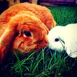 Bunnies battering-ram cucciole