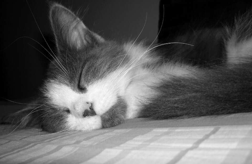 Persian kitty furry