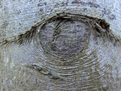 Tree branch bark