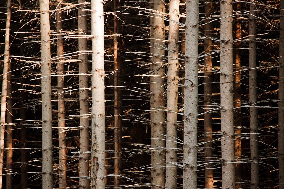 Branch brown forest