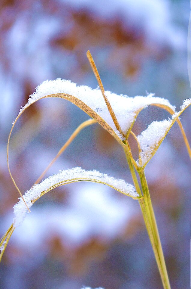 Winter dry grass snowy photo