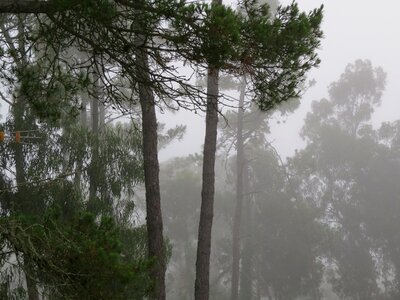 Pine forest fog pine photo