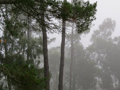 Pine forest fog pine