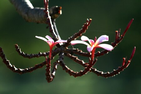 Tree blossom white photo