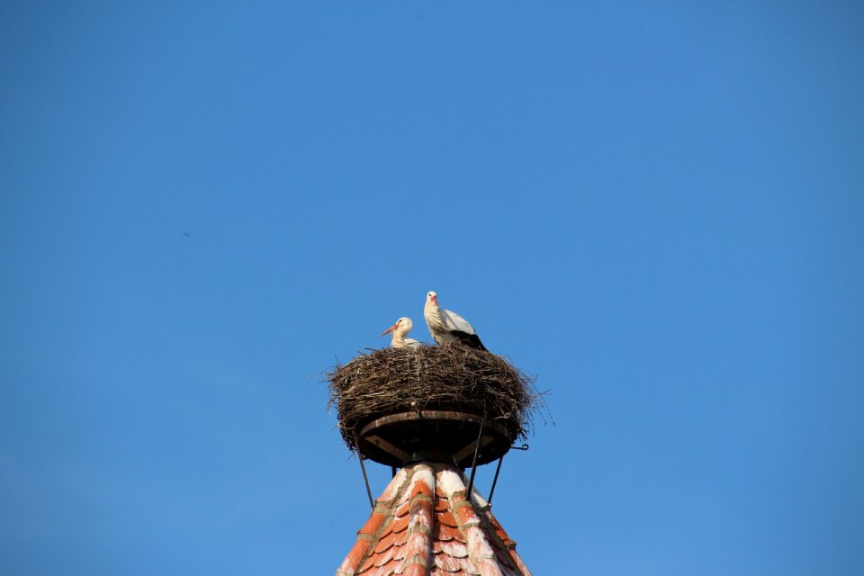 Storchennest rattle stork animals