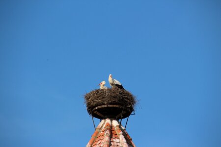 Storchennest rattle stork animals photo