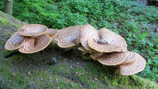 Beech forest mushrooms