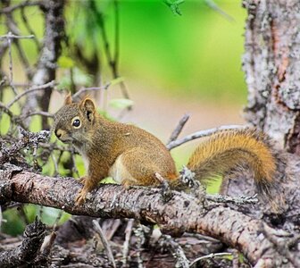 Forest nature wildlife