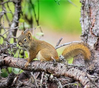 Forest nature wildlife photo