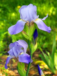 Flowering plant iris bud flower photo