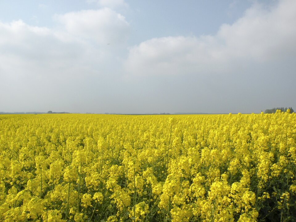 Rapeseed field nature groningen