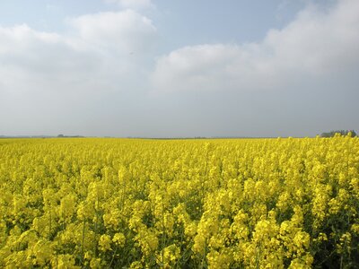 Rapeseed field nature groningen
