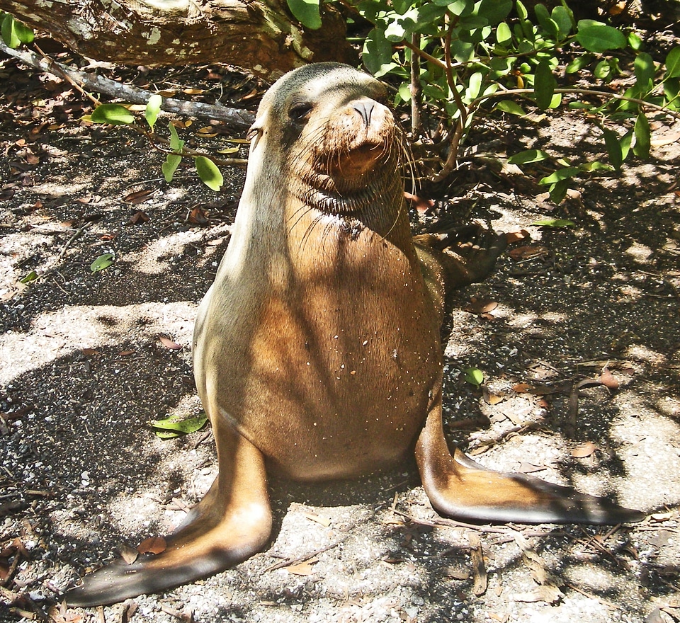 Island atlantic conservation