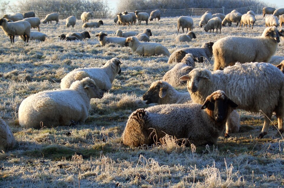 Pasture hoarfrost wool