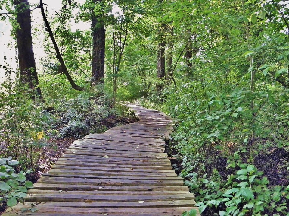 Wooden track wood planks nature reserve
