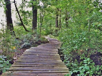 Wooden track wood planks nature reserve