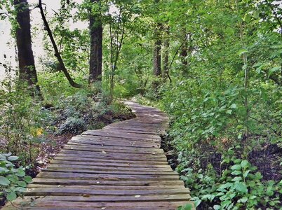 Wooden track wood planks nature reserve photo