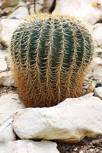 Cactus desert dry photo