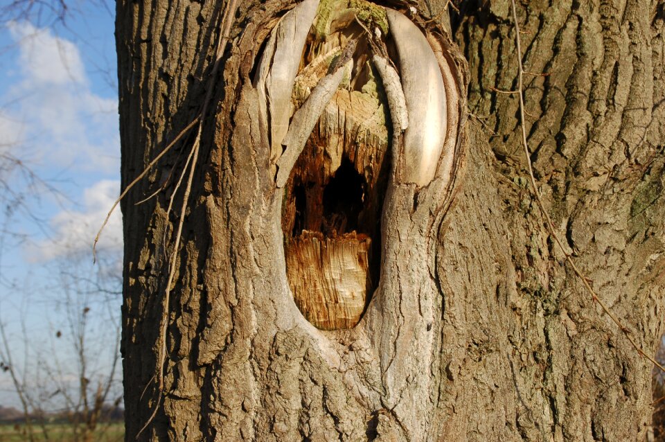 Tree tree bark damage