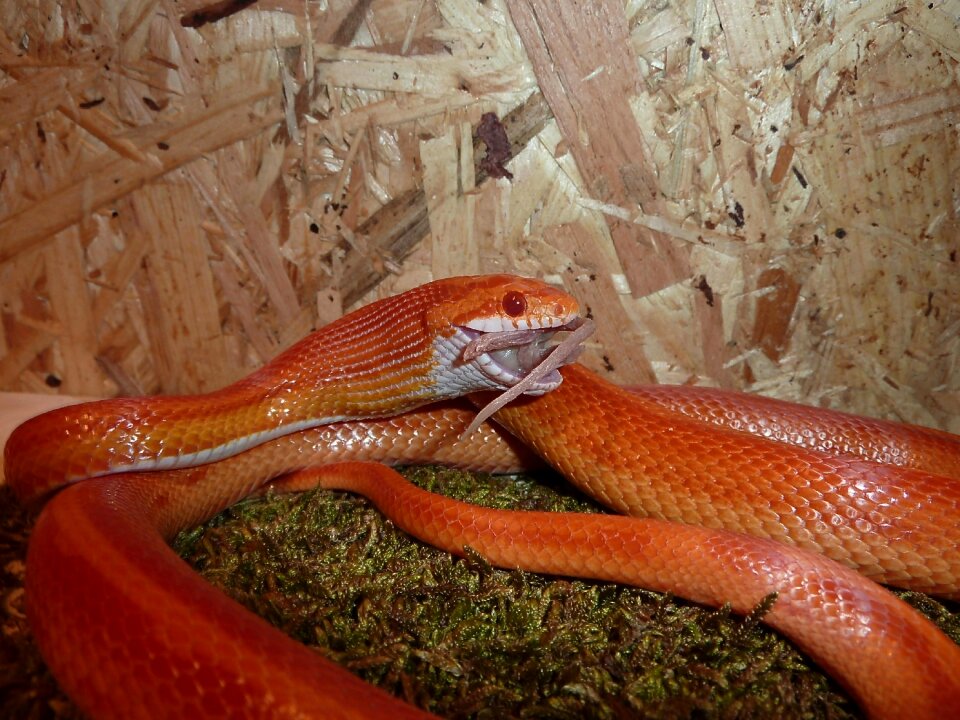 Non toxic scale reptile