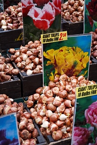 Bulbs dutch flower
