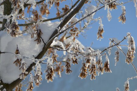 Branch icy frozen photo