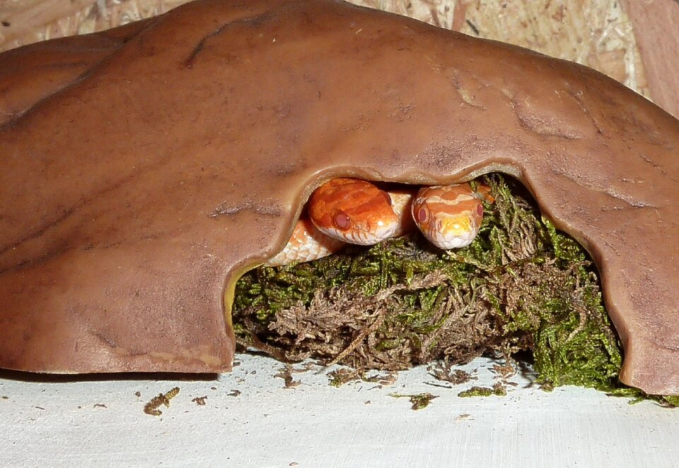 Non toxic scale reptile