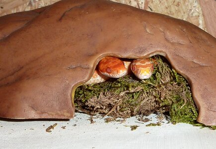 Non toxic scale reptile