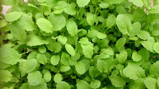 Plants nutrition organic
