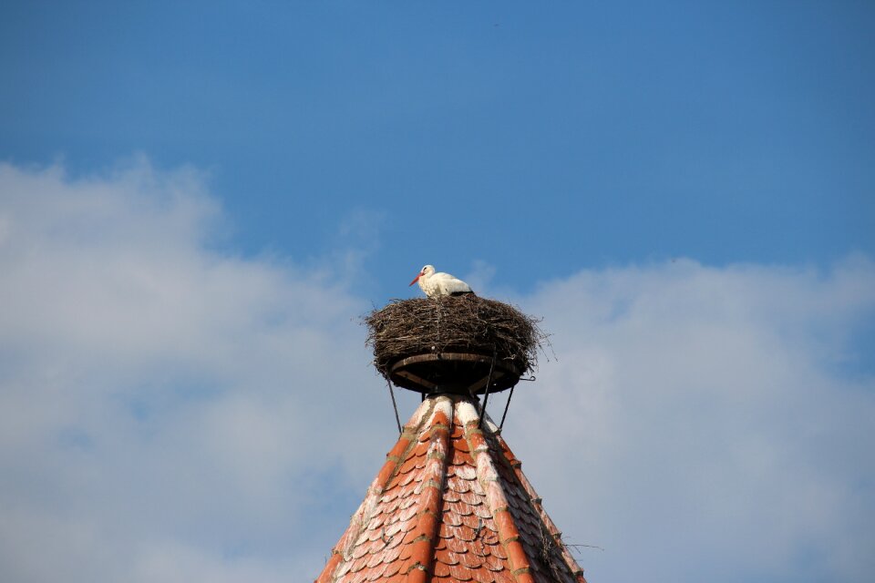 Breed rattle stork white stork