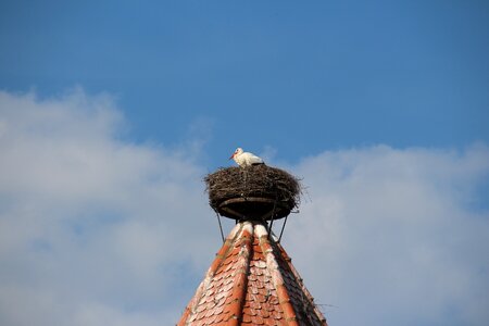 Breed rattle stork white stork