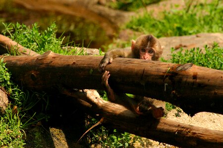 Monkey baby animal schneeaffe photo