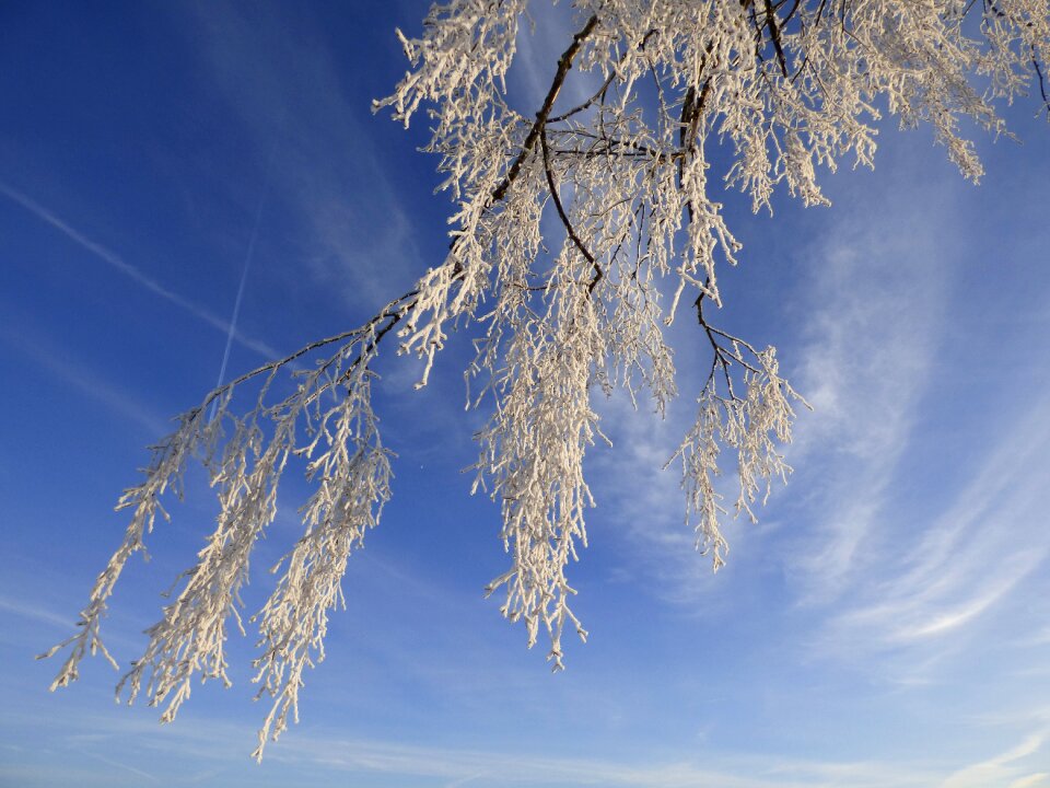 Tree blue air