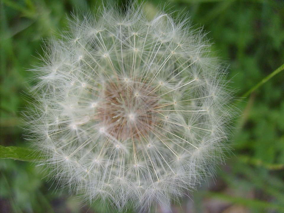 Seeds summer blossom